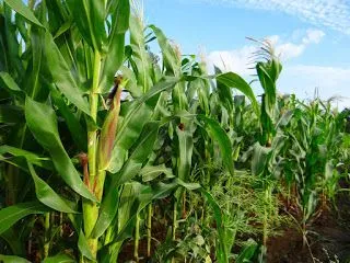 UNN Crop Science Admission Requirements